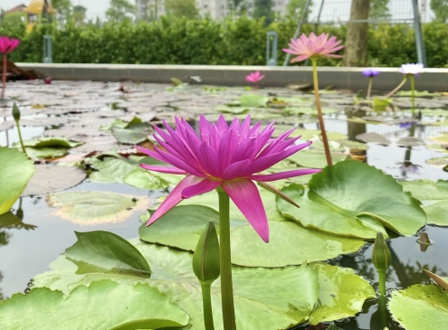 Một hồ hoa súng nhỏ trong khu đô thị to